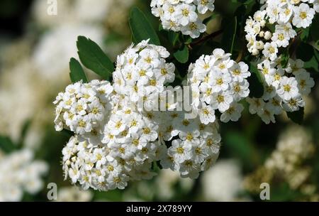 Spiraea Wangutta blüht im Sommer blühende Buschgruppen kleiner Blüten im Frühling Stockfoto