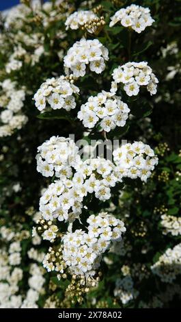 Spiraea Wangutta blüht im Sommer blühende Buschgruppen kleiner Blüten im Frühling Stockfoto