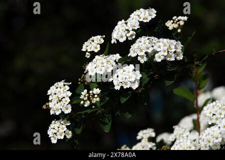 Spiraea Wangutta blüht im Sommer blühende Buschgruppen kleiner Blüten im Frühling Stockfoto