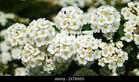 Spiraea Wangutta blüht im Sommer blühende Buschgruppen kleiner Blüten im Frühling Stockfoto