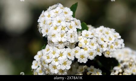 Spiraea Wangutta blüht im Sommer blühende Buschgruppen kleiner Blüten im Frühling Stockfoto