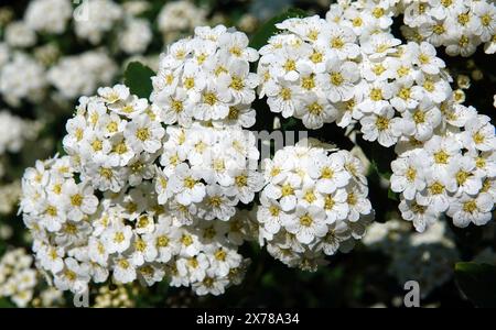 Spiraea Wangutta blüht im Sommer blühende Buschgruppen kleiner Blüten im Frühling Stockfoto