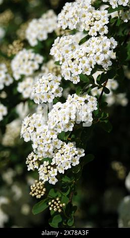 Spiraea Wangutta blüht im Sommer blühende Buschgruppen kleiner Blüten im Frühling Stockfoto