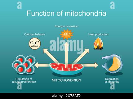 Die Funktion der Mitochondrien. Regulierung der Immunität und Zellproliferation, Kalziumbilanz, Wärmeerzeugung, Energieumwandlung. Mitochondriale medici Stock Vektor