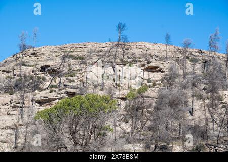 Entwaldung, Waldrodung, nach einem Waldbrand, Katalonien, Spanien Stockfoto