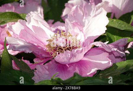 Die Pfingstrose Roca Blume oder Baum Pfingstrose ist eine mehrjährige Pflanze, die Familie der Pfingstrosen, eine Gruppe von Baum Pfingstrosen Stockfoto