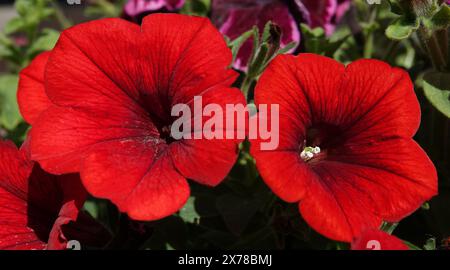 Petunia violette Blüten schließen sich sehr zart und schön Stockfoto
