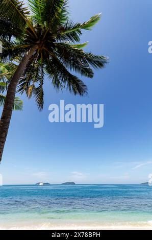 Palme am Strand in Kota Kinabalu Stockfoto