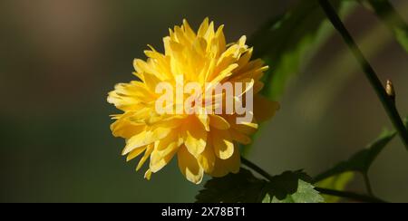 Die gelben Blüten der Kerria japonica in der Blütezeit sind sehr zart und schön Stockfoto