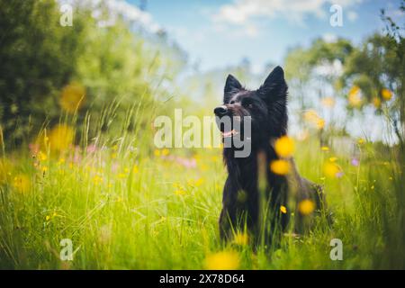 Altdeutscher Schäferhund Stockfoto
