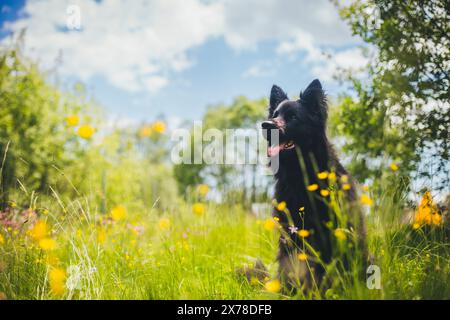 Altdeutscher Schäferhund Stockfoto