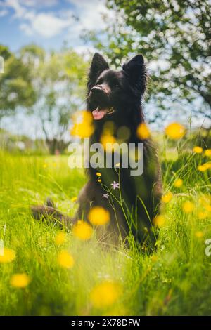Altdeutscher Schäferhund Stockfoto