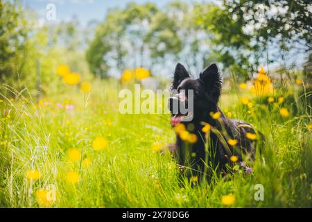 Altdeutscher Schäferhund Stockfoto