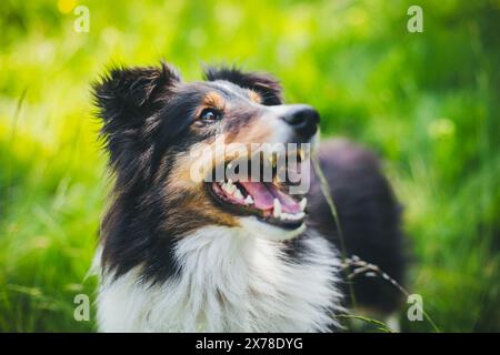 Shetland Sheepdog (Sheltie) Stockfoto