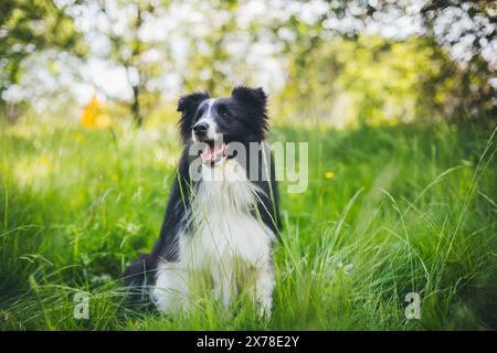 Shetland Sheepdog (Sheltie) Stockfoto