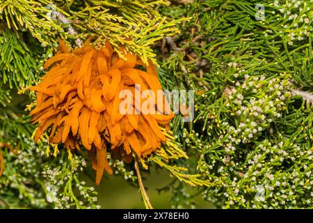 Zedernapfelrost - Gymnosporangium juniperi-virginianae Stockfoto