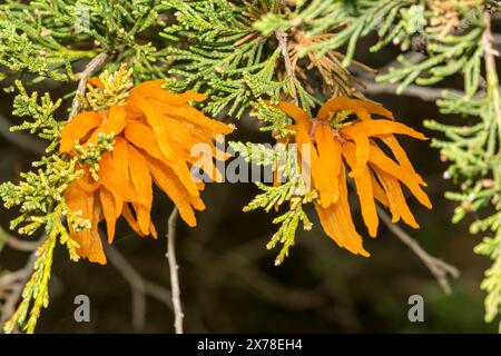 Zedernapfelrost - Gymnosporangium juniperi-virginianae Stockfoto