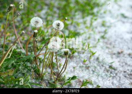 Pappelflaume auf dem verschiedenen grünen Gras mit blühenden Löwenzahn auf einem Hügel. Stockfoto