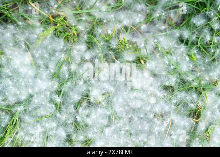Pappel starkes Allergen liegt im Sommer an einem sonnigen Tag auf dem Gras auf dem Boden. Pappelblüten-Saison. Allergiesaison. Stockfoto