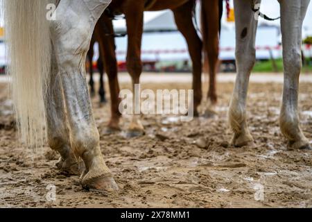 Baltimore, Usa. Mai 2024. Outtrider-Ponys warten im Schlamm vor dem nächsten Rennen auf dem Pimlico Race Course in Baltimore, Maryland am Samstag, den 18. Mai 2024. Foto: Bonnie Cash/UPI Credit: UPI/Alamy Live News Stockfoto