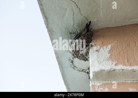 Haus Martin (Delichon urbica) auf einem Nest in Turkiye Stockfoto