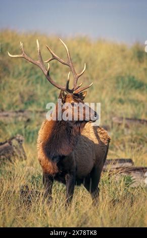 Roosevelt Elk (Cervus elaphus roosevelti) auf einer grasbedeckten Sanddüne am Gold Bluffs Beach, PraireCreek Redwoods State Park/Redwoods National P Stockfoto