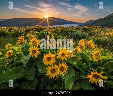 Balsamroot bei Tom McCall's The Nature Conservancy Preserve mit Blick auf den Columbia River Gorge in Oregon. Stockfoto