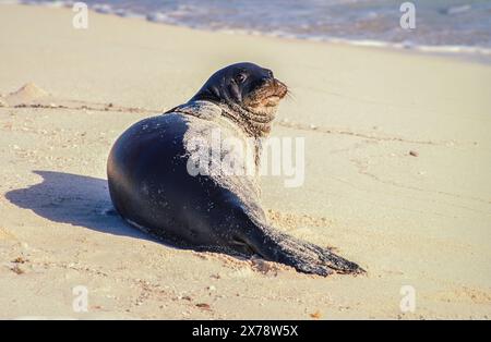 Hawaiianische Mönchsrobbe (Neomonachus schauinslandi) auf Tern Island im Hawaiian Islands National Wildlife Refuge. Stockfoto