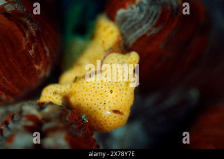 Gelb bemalter Anglerfisch (Antennarius pictus) auf einer Koralle. Ambon, Indonesien Stockfoto