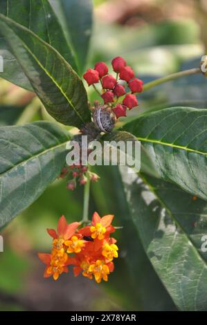 Eine kleine Schnecke im Garten auf Blättern mit bunten Blumen Stockfoto