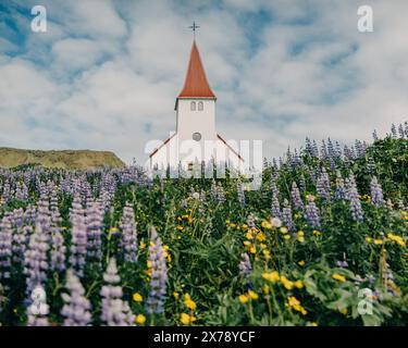 Berühmte weiße Kirche, umgeben von blühenden Lupinen in Vík, Südisland Stockfoto