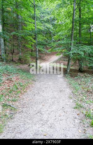Leere Schotterwaldstraße in den Bergen Rumäniens. Stockfoto