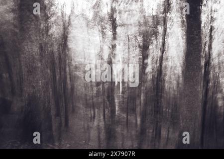 Einfarbiger dunkler, stimmungsvoller Wald in den Karpaten. Bewegungsunschärfen beabsichtigte Kamerabewegungen. Stockfoto