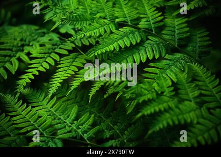 Hintergrund zum Mittsommertag. Üppige Grüne Fernern Stockfoto