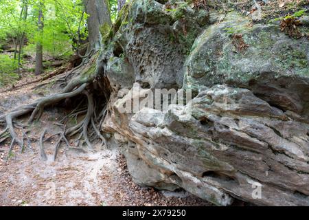 Ein großer Felsen mit einem Baum, der aus ihm wächst. Der Baum ist von Moos umgeben und hat sichtbare Wurzeln Stockfoto