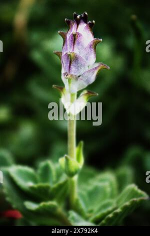 plectranthus (Coleus caninus), Familie der Lamiaceae. Die Blätter und Blüten sind beim Anfassen klebrig und riechen ähnlich wie Eukalyptus. Stockfoto