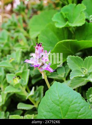 plectranthus (Coleus caninus), Familie der Lamiaceae. Die Blätter und Blüten sind beim Anfassen klebrig und riechen ähnlich wie Eukalyptus. Stockfoto