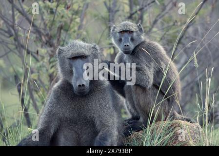 Ein Alpha-männlicher Chacma-Pavian, Papio ursinus, wird von einem anderen Pavian im Pilanesberg-Nationalpark in Südafrika gepflegt Stockfoto