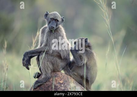 Zwei Chacma-Paviane, Papio ursinus, sitzen auf einem Felsen und pflegen sich gegenseitig im Pilanesberg-Nationalpark, Südafrika Stockfoto