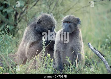 Zwei Chacma-Paviane, Papio ursinus, die sich im Pilanesberg-Nationalpark in Südafrika gegenseitig pflegen Stockfoto