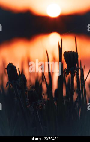 Silhouette von Wildblumen vor dem Hintergrund des Sees und wunderschönem Sonnenuntergang Stockfoto