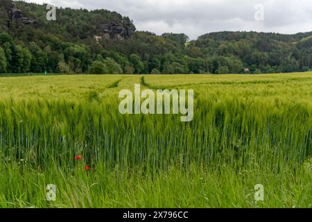 Ein Feld aus grünem Gras mit einer roten Blume im Vordergrund. Das Feld ist von Bäumen und Bergen umgeben Stockfoto