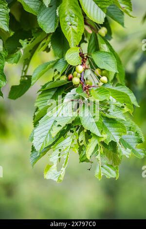 Kirschbaum mit Hagelschaden, bei Talheim in der Region Heilbronn. // 09.05.2024: Talheim, Baden-Württemberg, Deutschland. *** Kirschbaum mit Hagelschäden, bei Talheim im Gebiet Heilbronn 09 05 2024 Talheim, Baden Württemberg, Deutschland Stockfoto