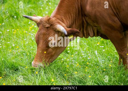 Rind der Rasse Limpurger, Staatsdomäne Hohrainhof. // 09.05.2024: Talheim, Baden-Württemberg, Deutschland. *** Rinder der Rasse Limpurger, Hohrainhof Länderdomäne 09 05 2024 Talheim, Baden Württemberg, Deutschland Stockfoto