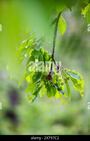 Kirschbaum mit Hagelschaden, bei Talheim in der Region Heilbronn. // 09.05.2024: Talheim, Baden-Württemberg, Deutschland. *** Kirschbaum mit Hagelschäden, bei Talheim im Gebiet Heilbronn 09 05 2024 Talheim, Baden Württemberg, Deutschland Stockfoto