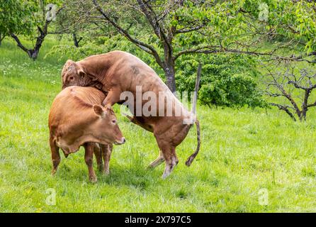 Rind der Rasse Limpurger, Staatsdomäne Hohrainhof. Paarung. // 09.05.2024: Talheim, Baden-Württemberg, Deutschland. *** Rinder der Rasse Limpurger, Landesdomäne Hohrainhof Verpaarung 09 05 2024 Talheim, Baden Württemberg, Deutschland Stockfoto