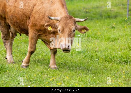 Rind der Rasse Limpurger, Staatsdomäne Hohrainhof. // 09.05.2024: Talheim, Baden-Württemberg, Deutschland. *** Rinder der Rasse Limpurger, Hohrainhof Länderdomäne 09 05 2024 Talheim, Baden Württemberg, Deutschland Stockfoto