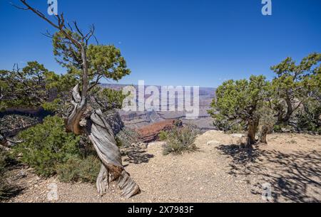 Knorriger wacholder-Kiefernstamm am Rande des Grand Canyon in Mohave Point, am Südrand, Arizona, USA am 28. April 2024 Stockfoto