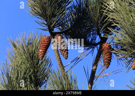 Viana do Castelo, Portugal - 11. Januar 2024: Eine Gruppe von Kiefernzapfen, die an einem Ast im Norden Portugals hängen Stockfoto