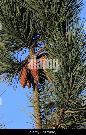 Viana do Castelo, Portugal - 11. Januar 2024: Eine Gruppe von Kiefernzapfen, die an einem Ast im Norden Portugals hängen Stockfoto